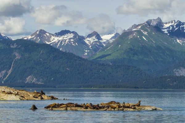 Alaska, Glacier Bay NP Stellars sea lions